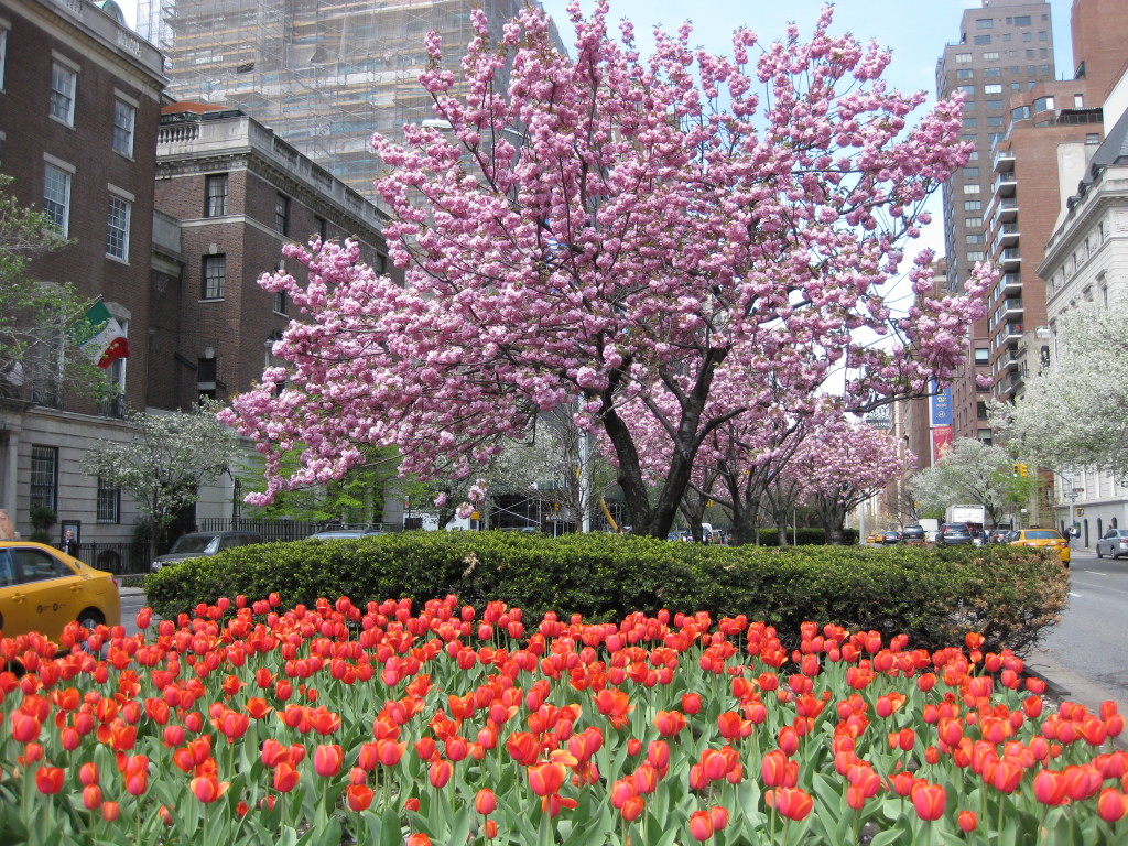 Blooming Tulips