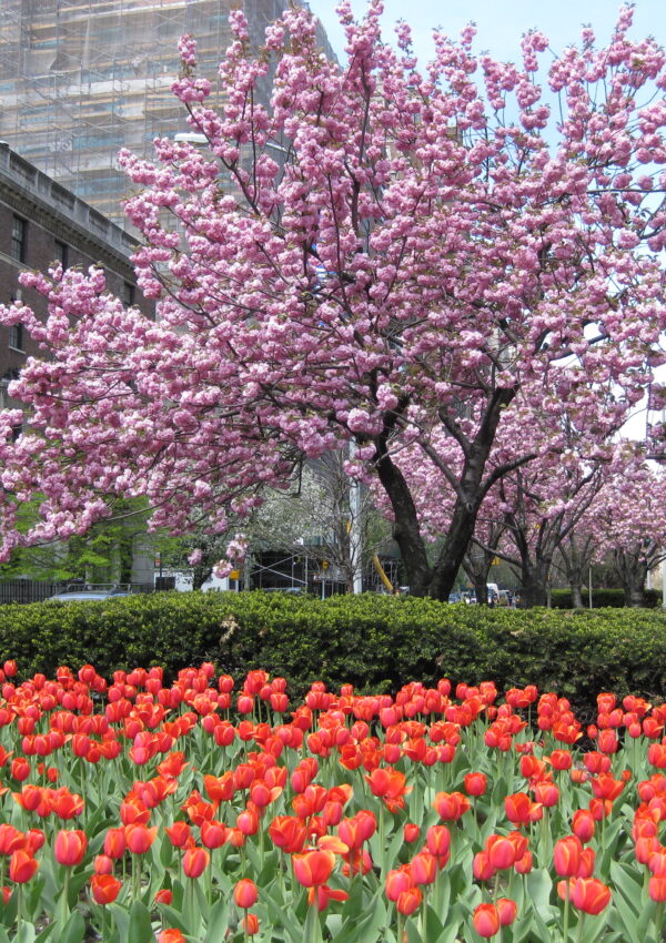 New York City | Blooming Tulips