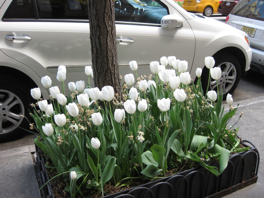 Blooming Tulips 2