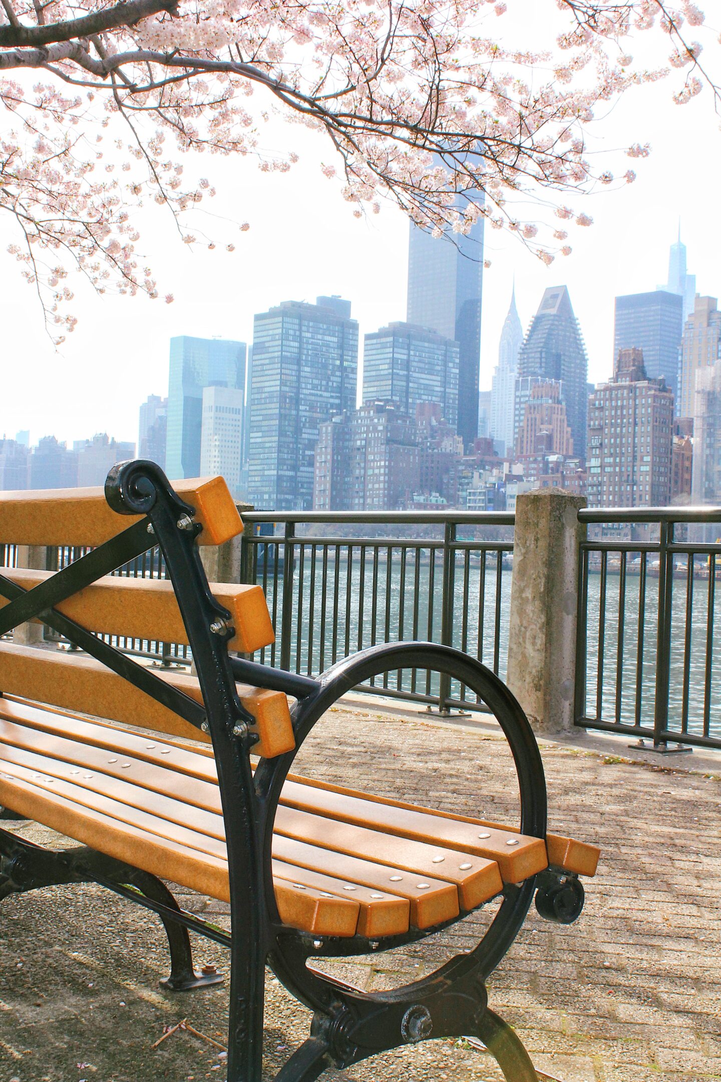 roosevelt-island-cherry-blossoms