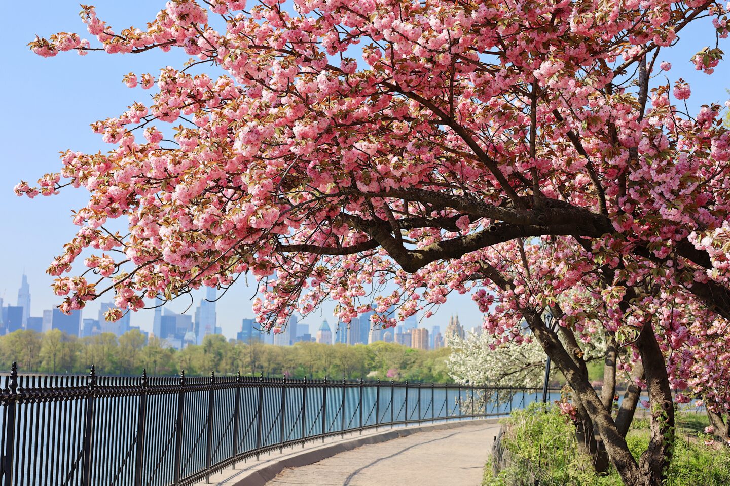 best-cherry-blossoms-central-park