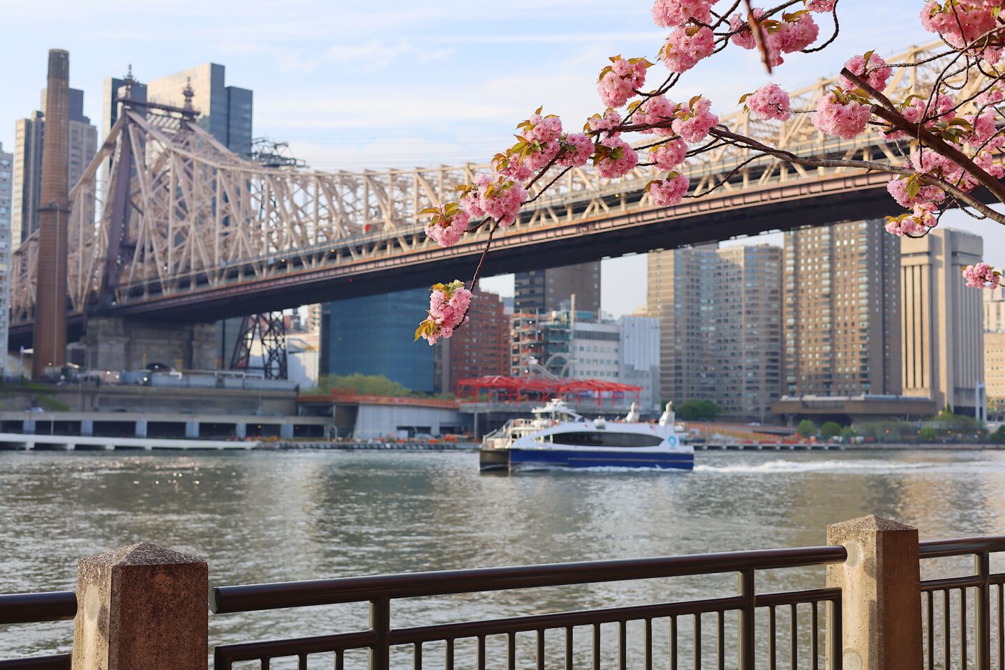 cherry-blossoms-roosevelt-island