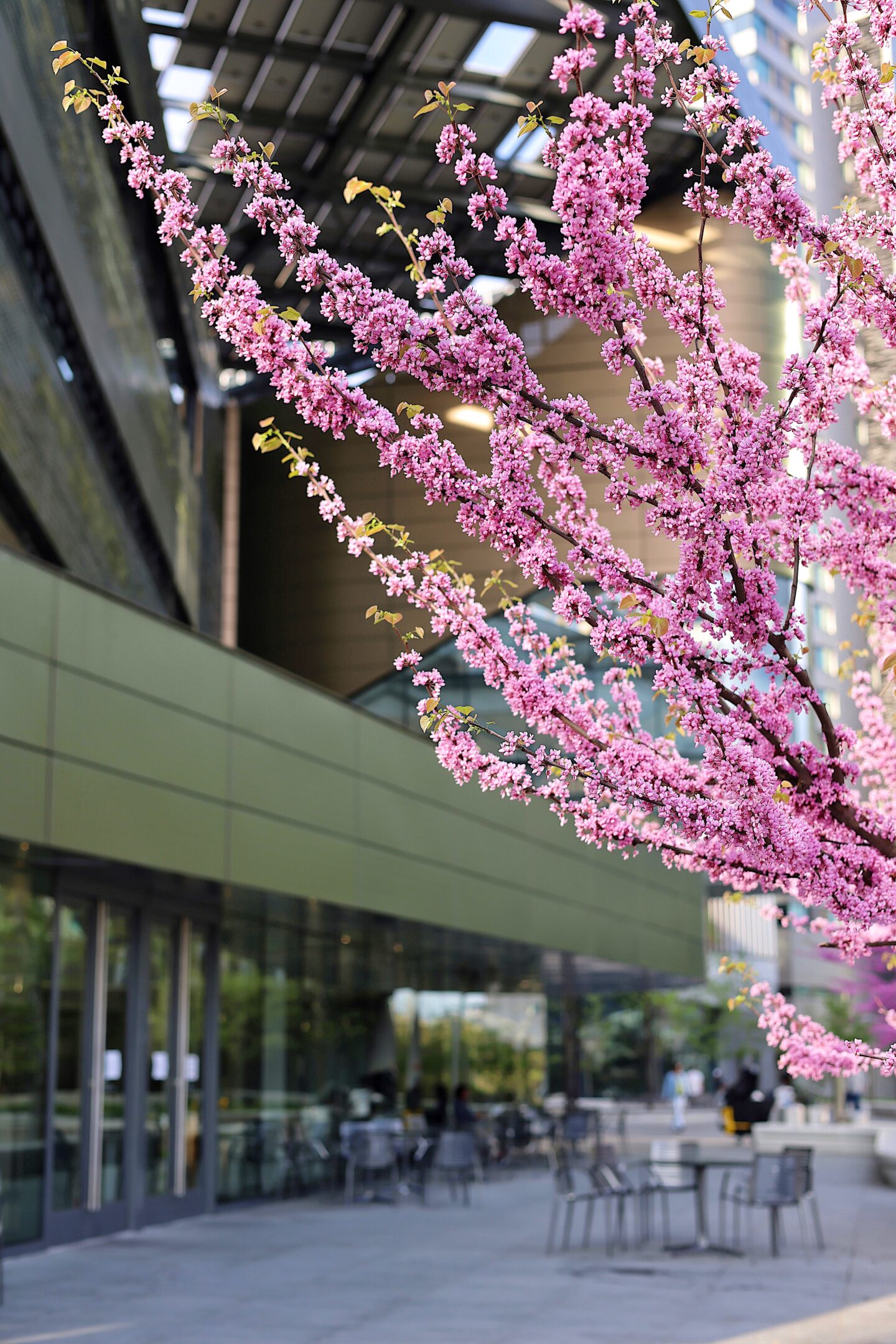 where-to-see-cherry-blossoms-new-york