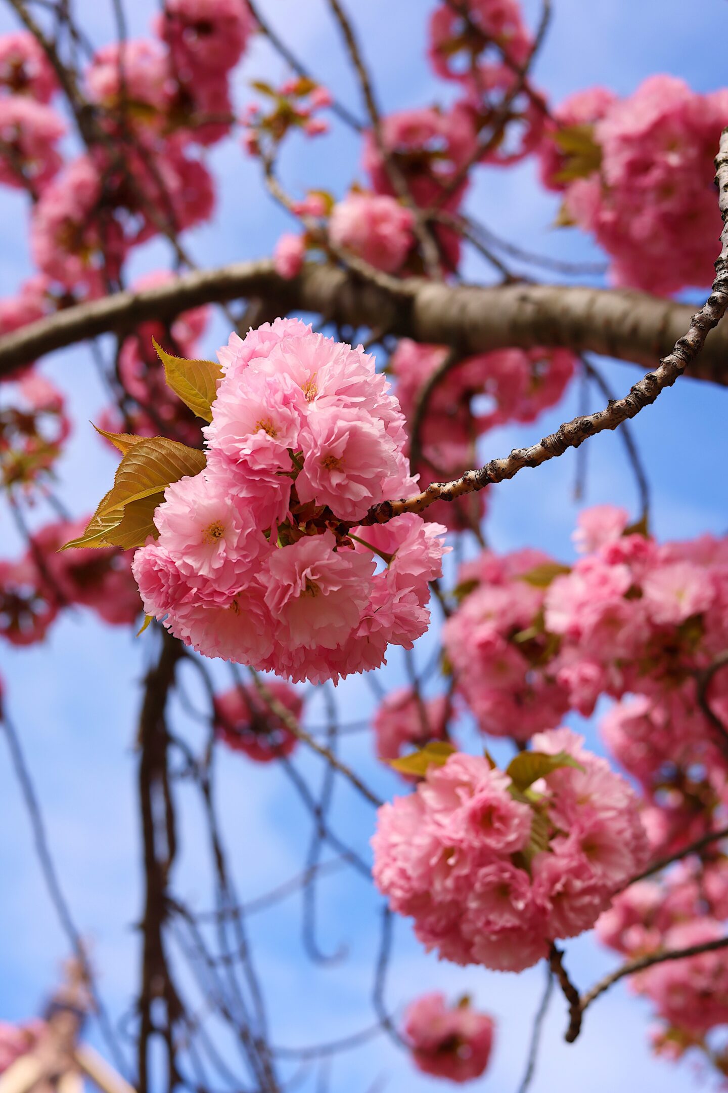 Cherry-Blossom-Festival-Roosevelt-Island    