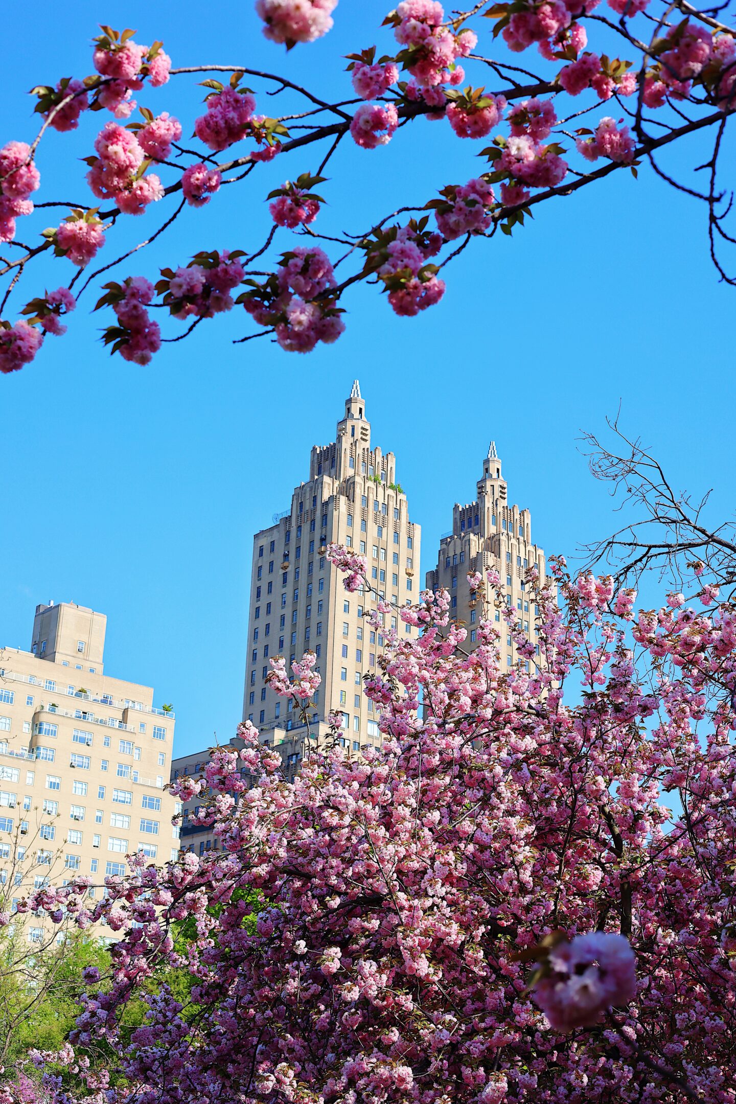 best-cherry-blossoms-central-park