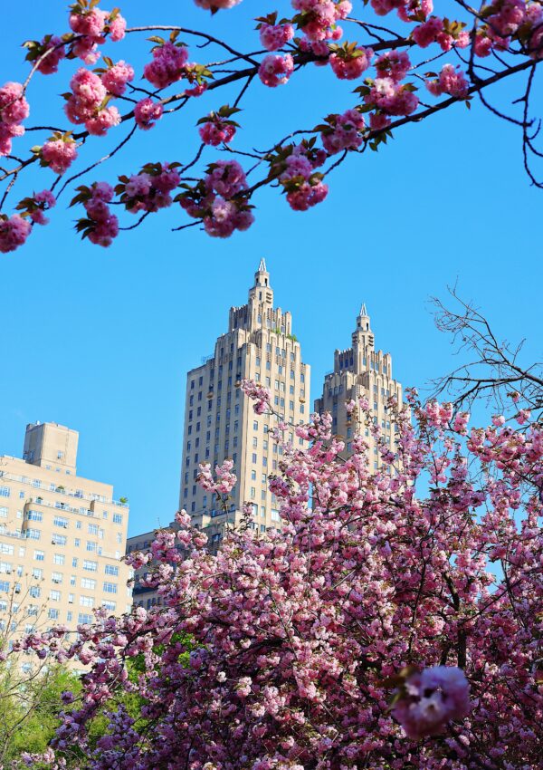 best-cherry-blossoms-central-park