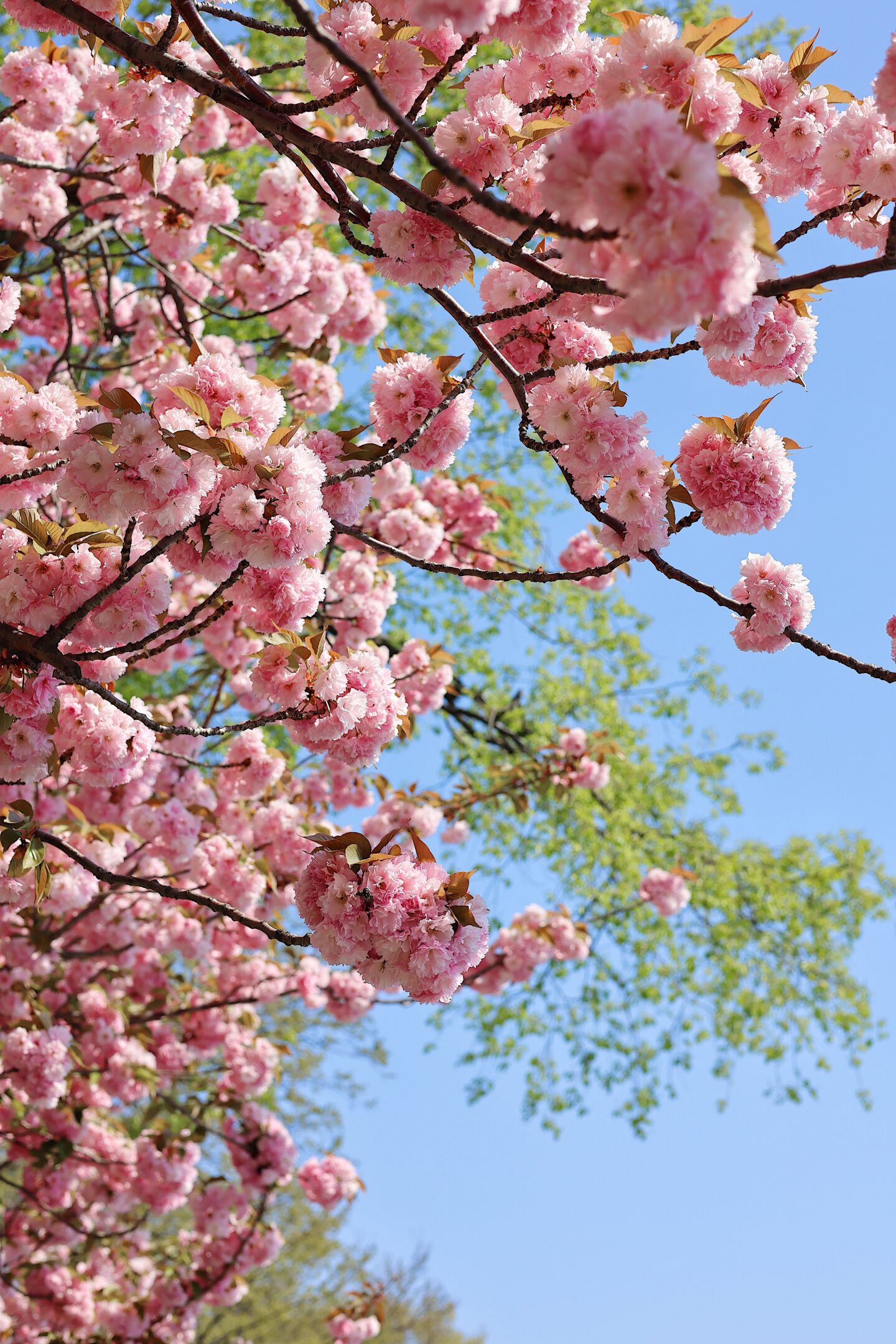 cherry-blossoms-central-park-tracker