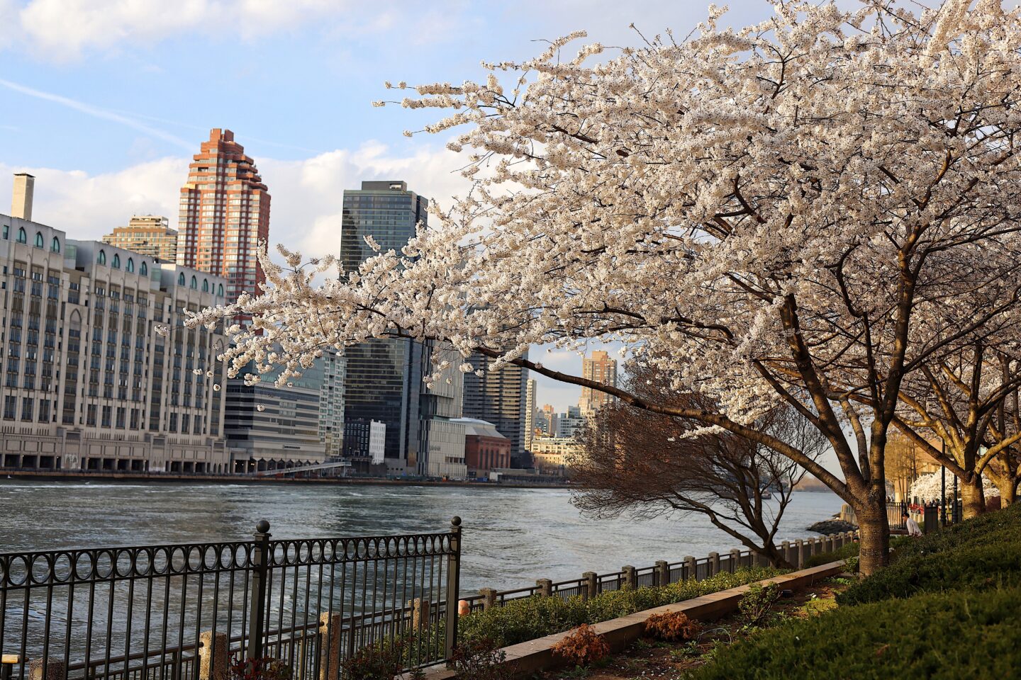 Cherry-Blossom-Festival-Roosevelt-Island