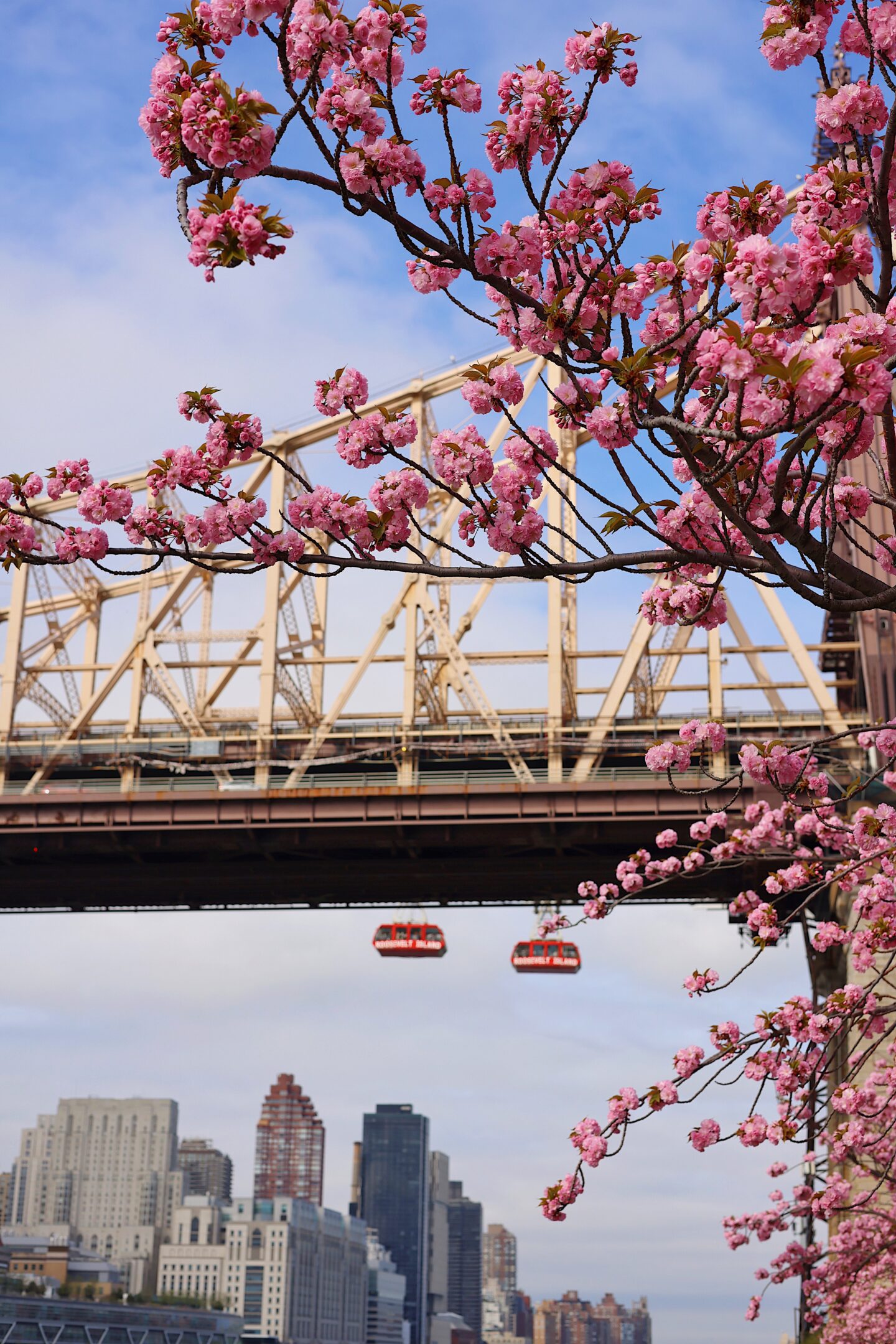 Cherry-Blossom-Festival-Roosevelt-Island