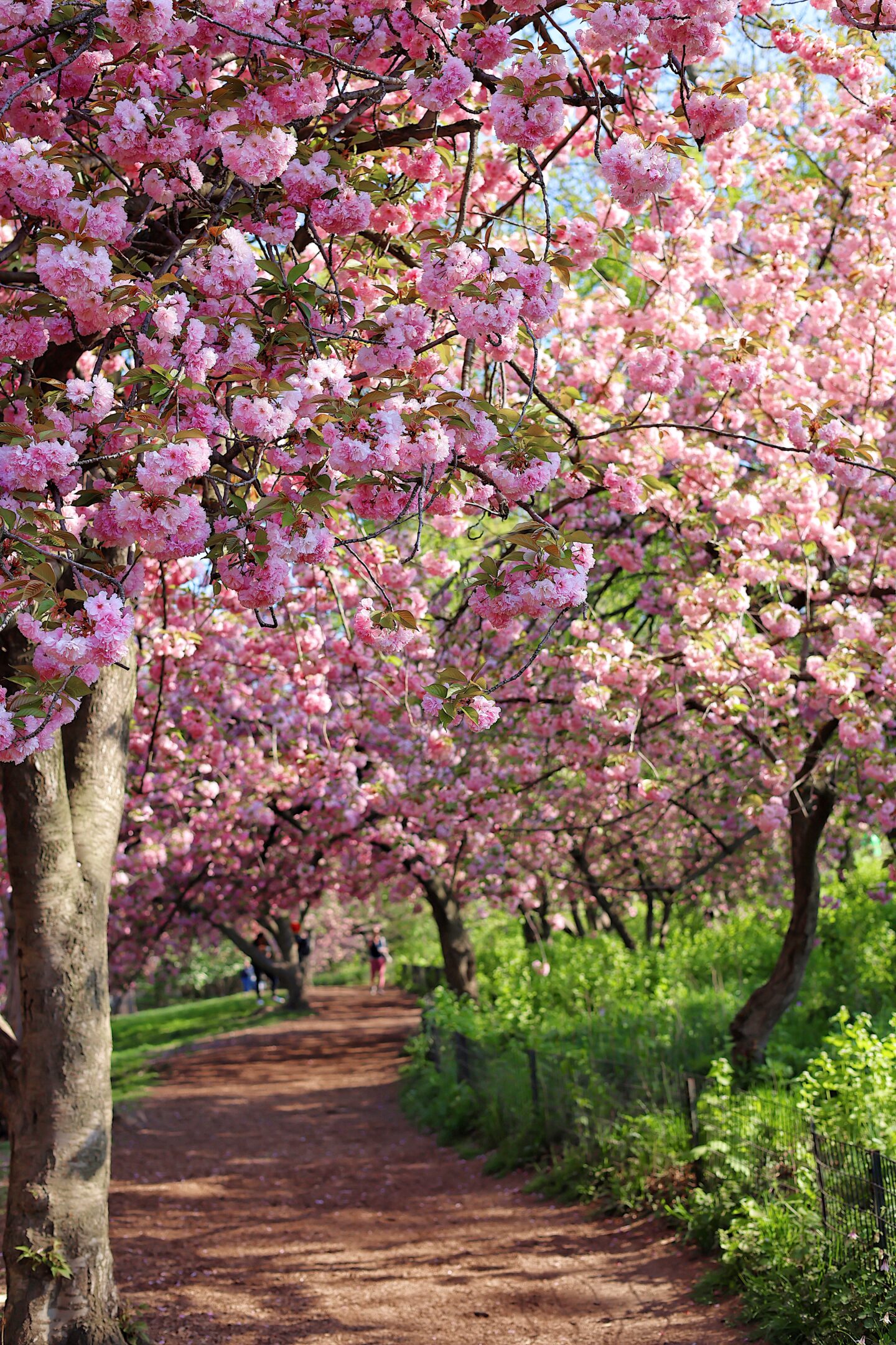 best-cherry-blossoms-central-park