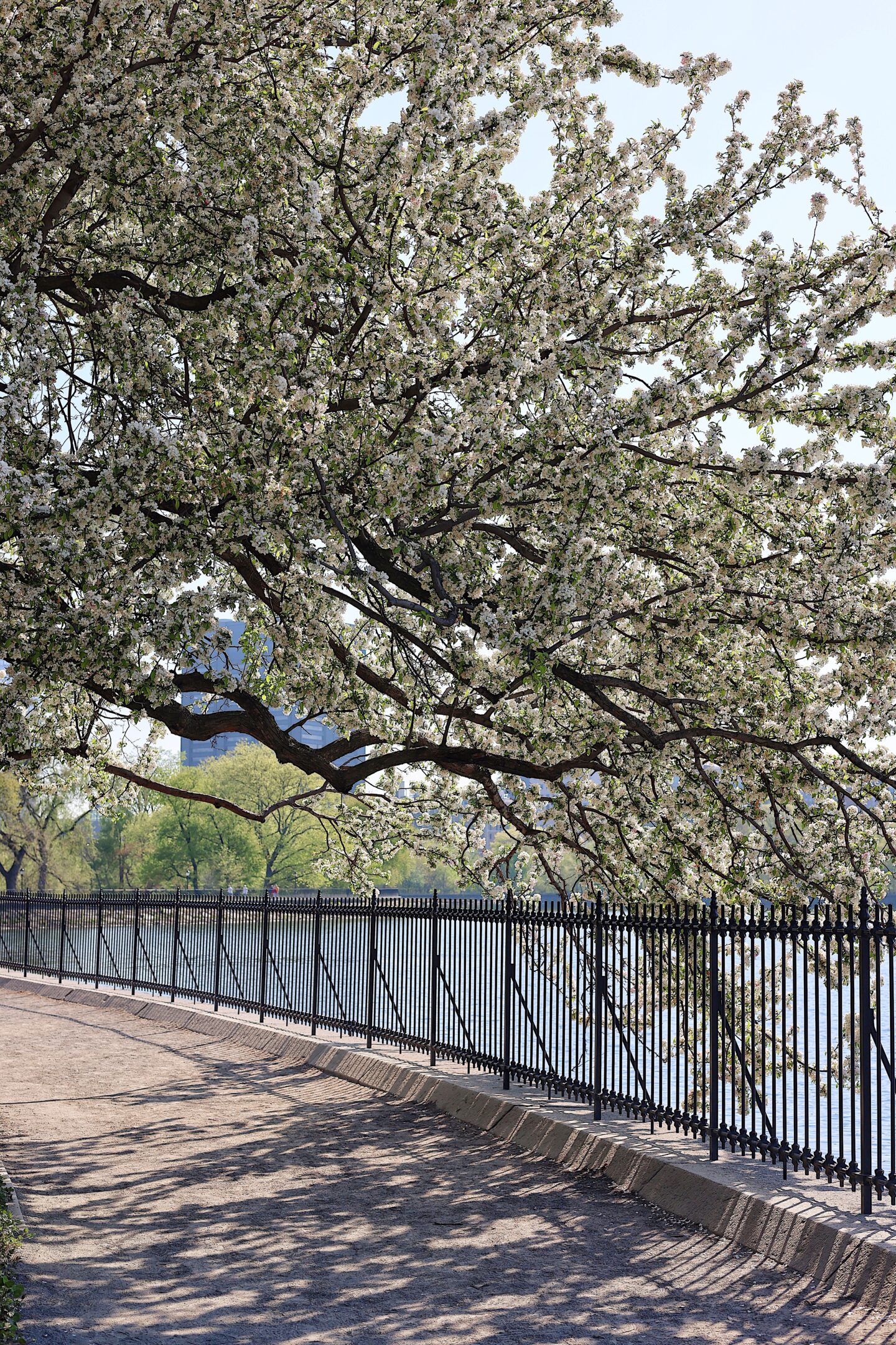 cherry-blossoms-central-park-tracker