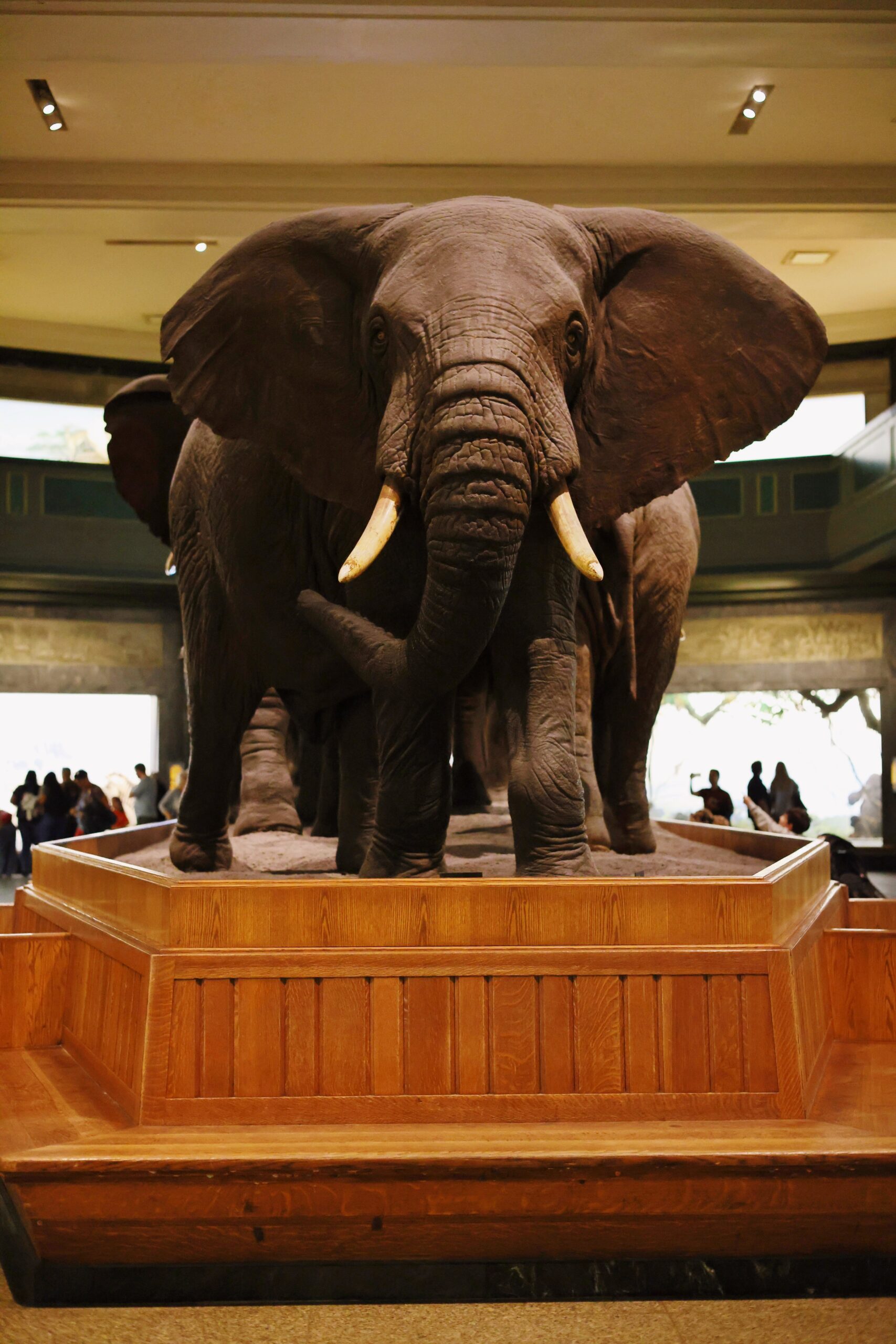 BEST EXHIBITS AT AMERICAN MUSEUM OF NATURAL HISTORY visual data 4