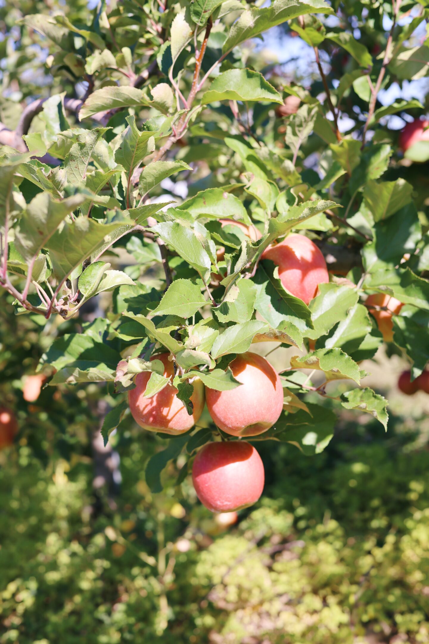 new-york-apple=orchards