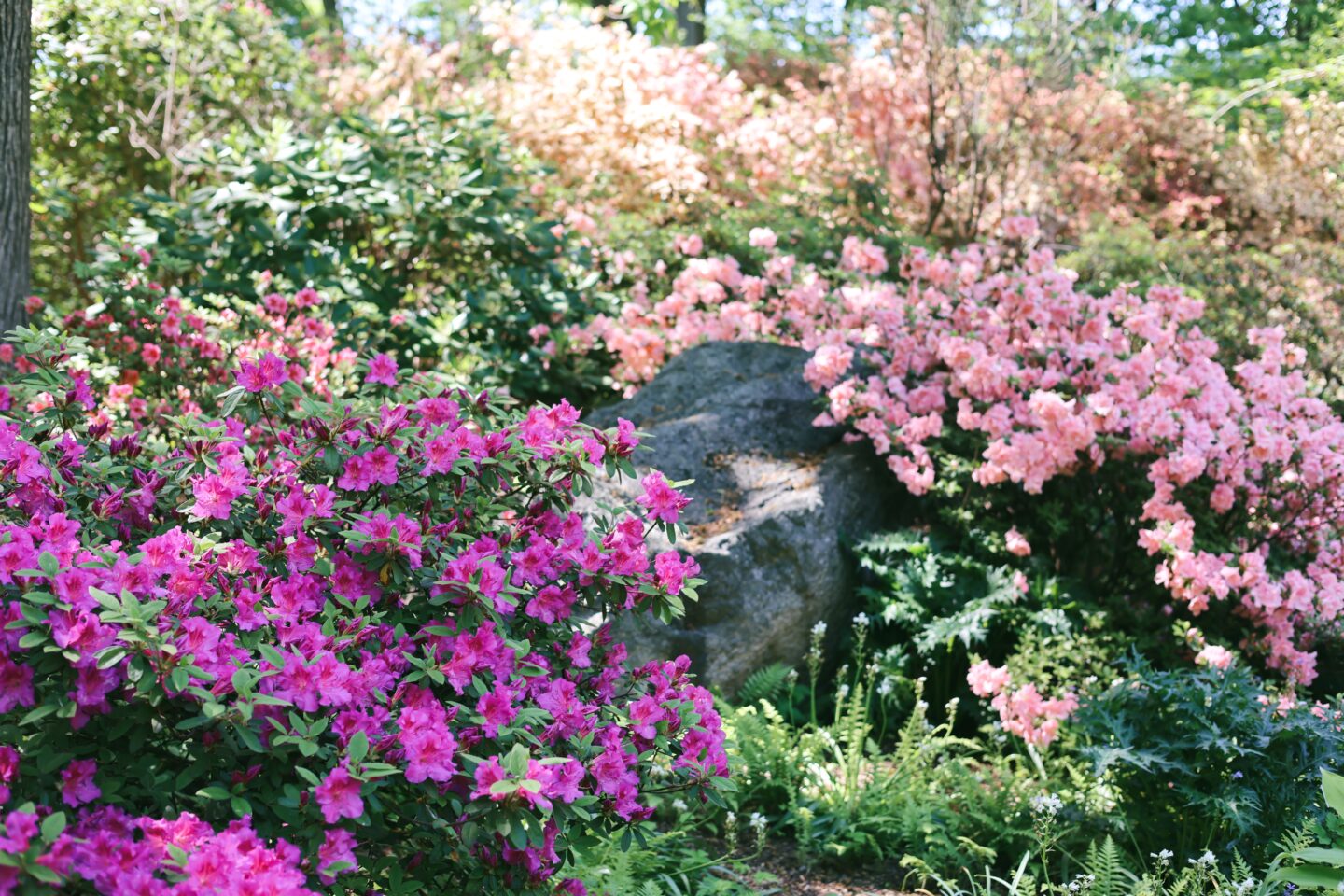 New York Botanical Garden