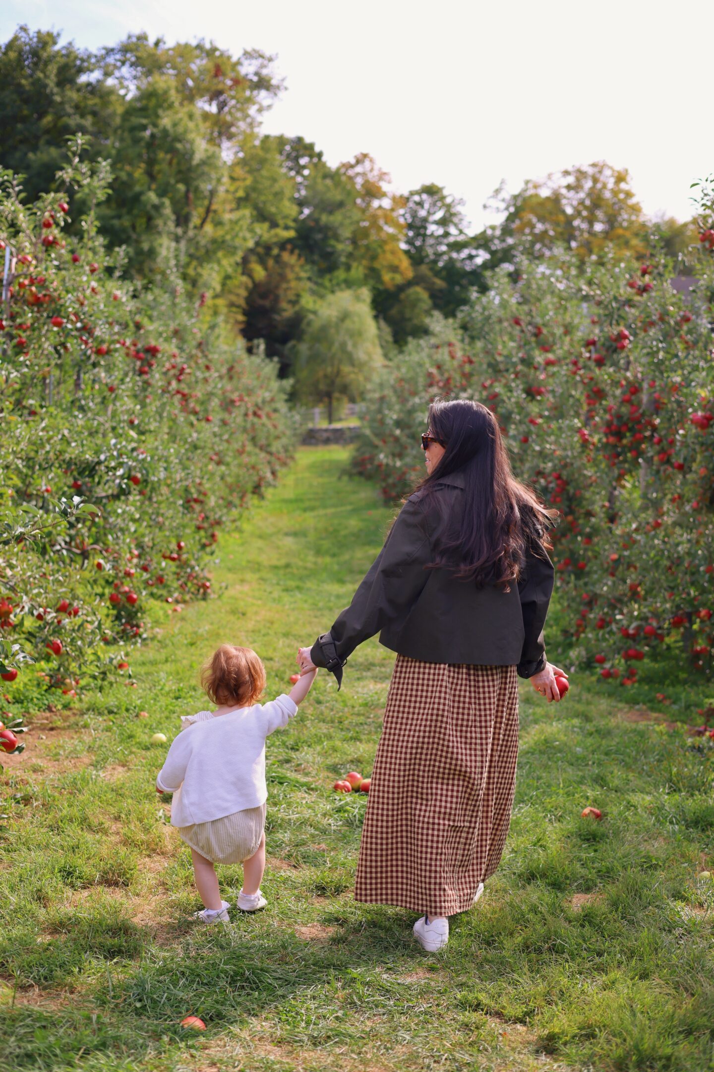 Apple Picking near NYC