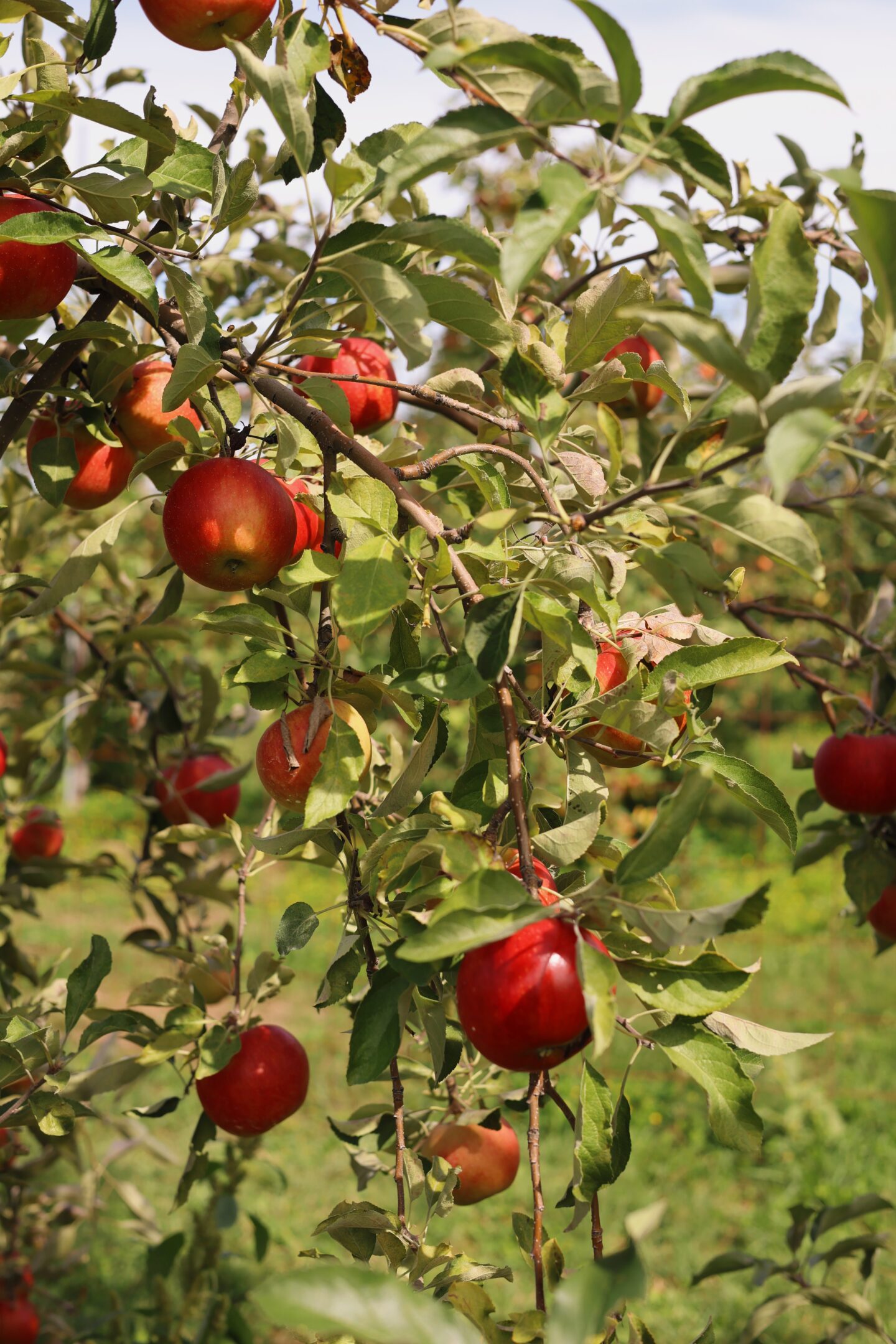 apple farms near New York City