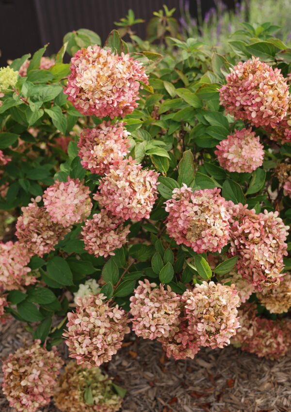hydrangeas
