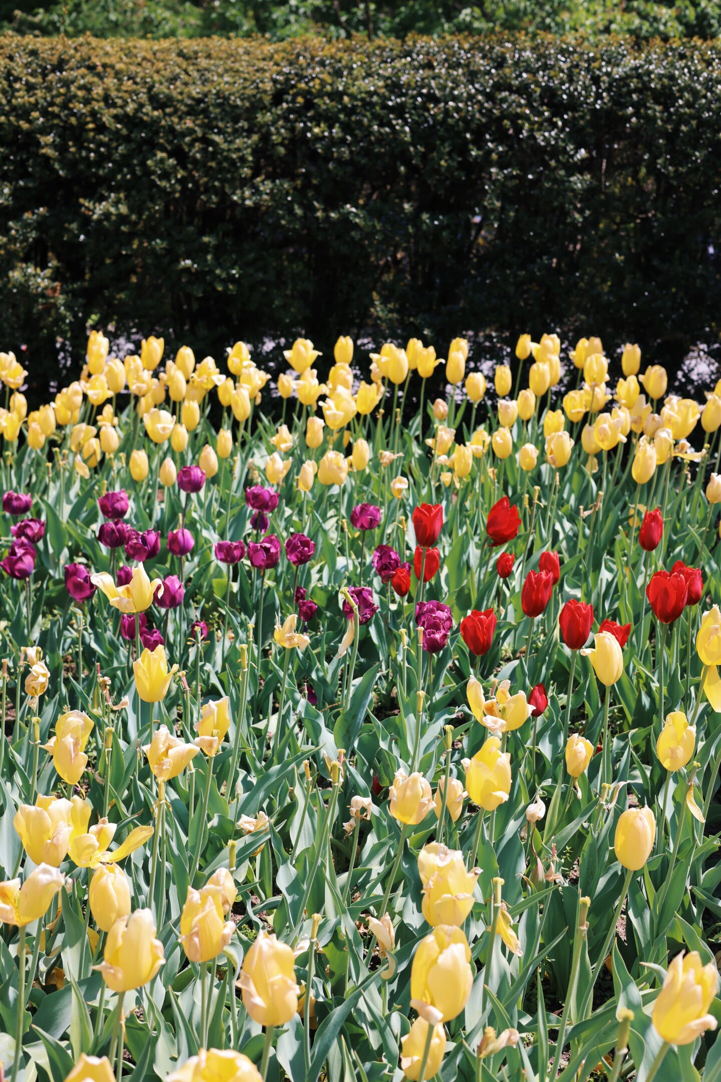 Tulips at Conservatory Garden Central Park