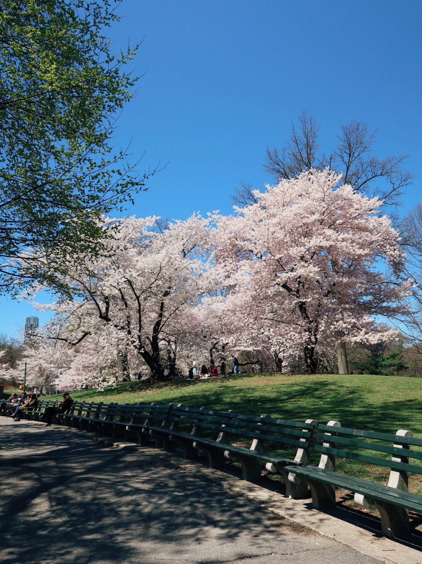 Pilgrim Hill at Central Park cherry blossoms