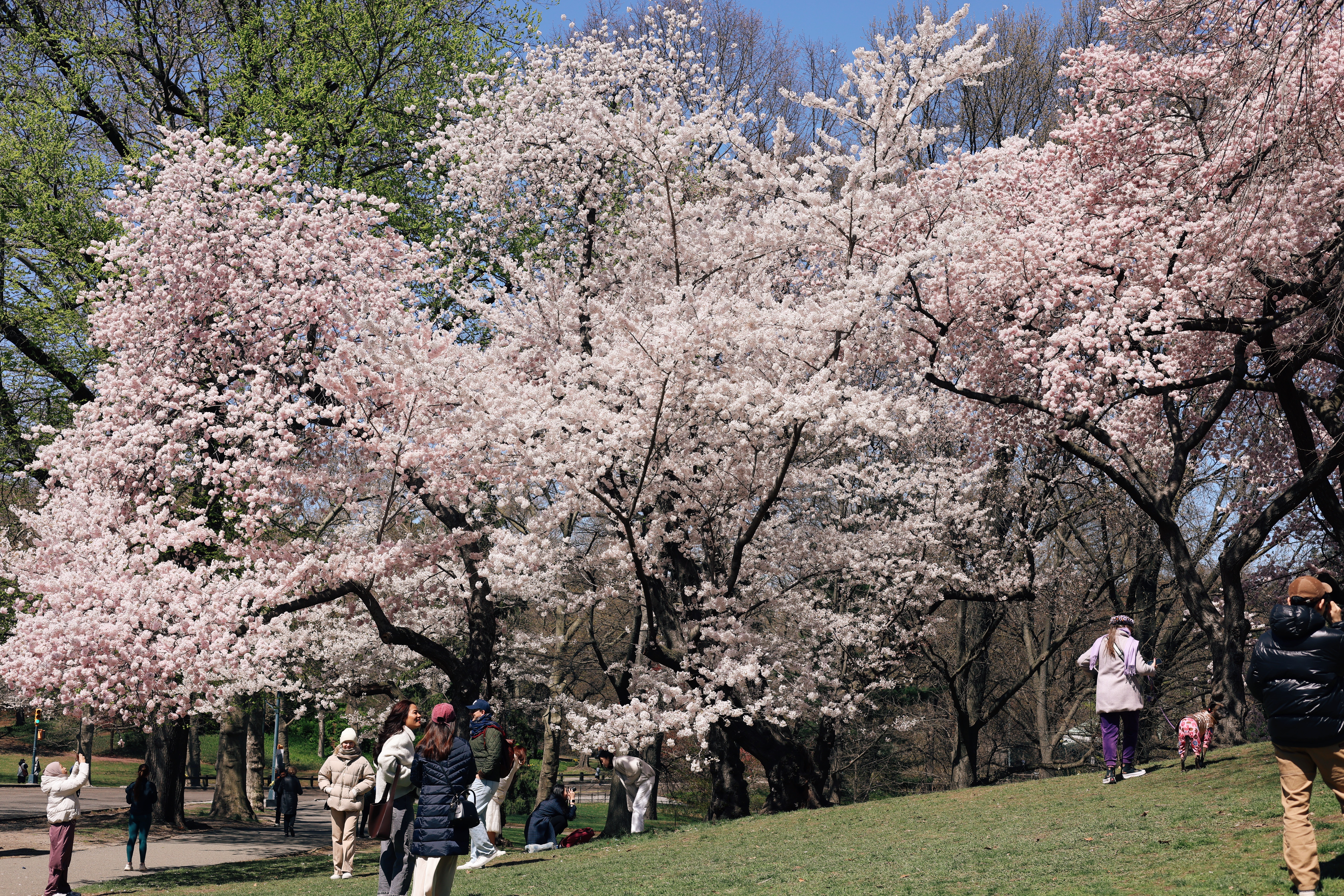 Pilgrim Hill and Cherry Hill on Central Park