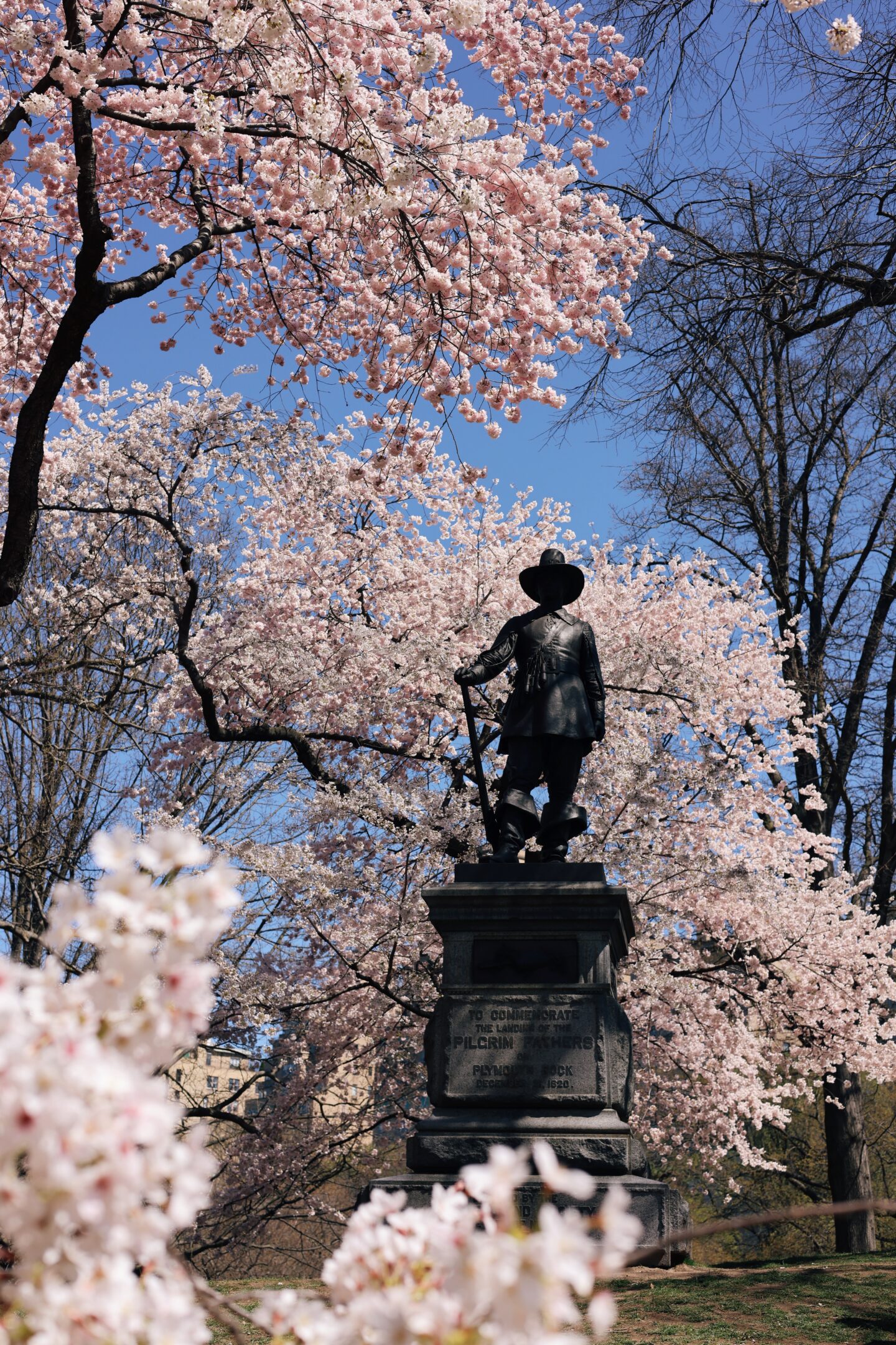 Pilgrim Hill at Central Park cherry blossoms