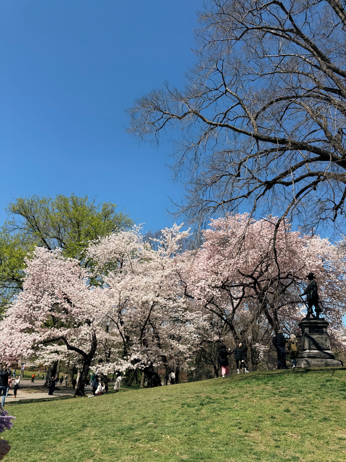 Pilgrim Hill and Cherry Hill on Central Park
