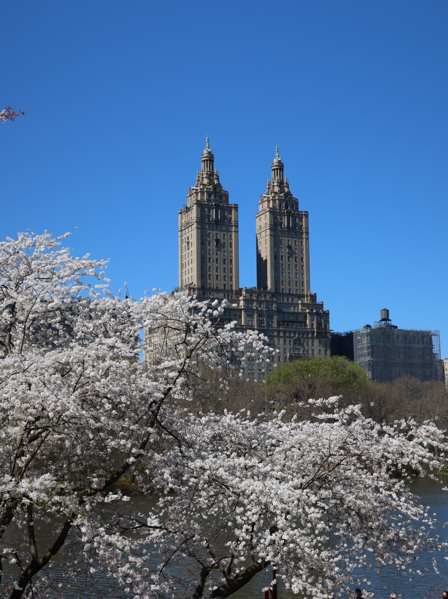 Cherry Hill at Central Park cherry blossoms