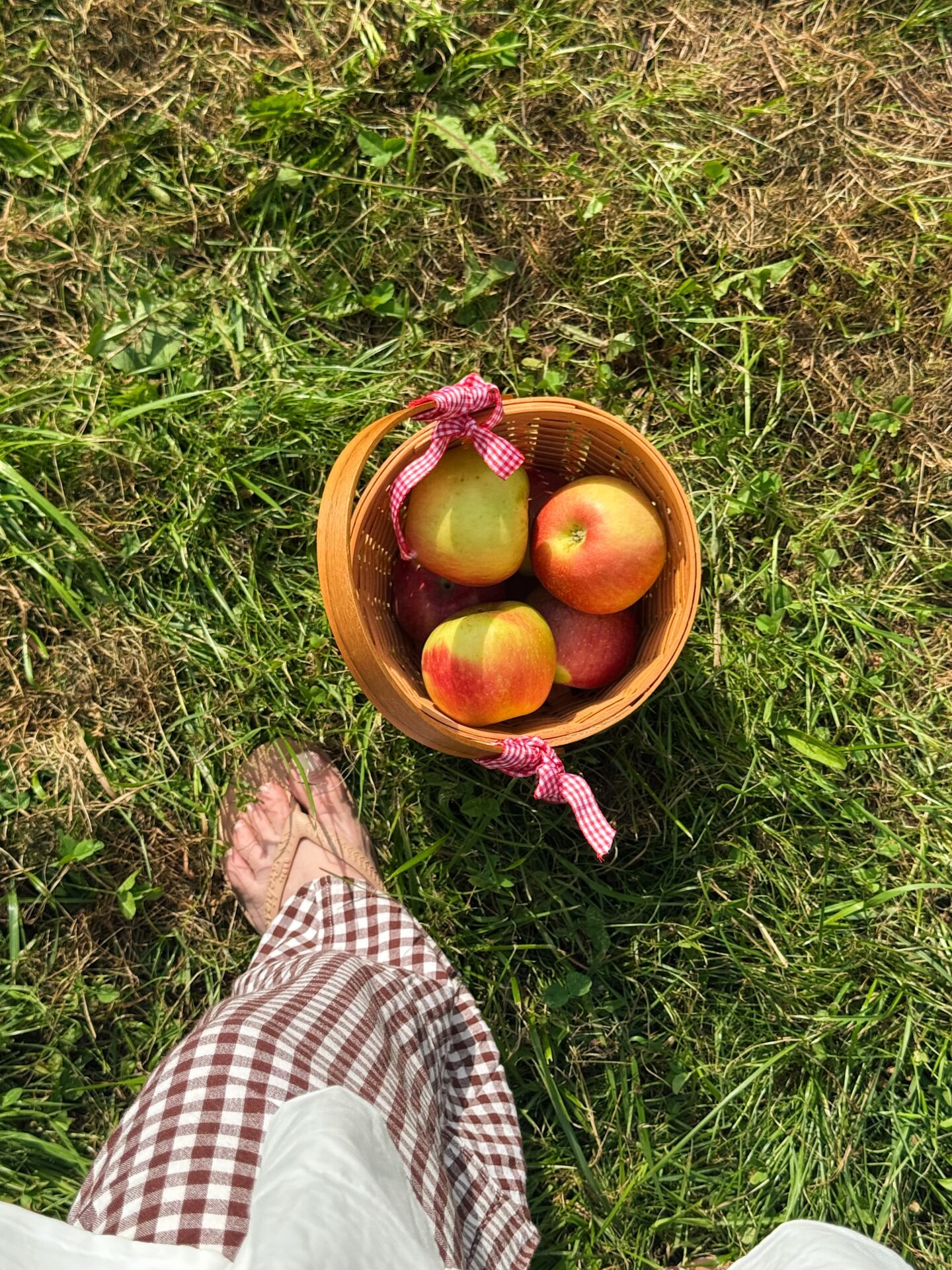 Apple Picking near New York City