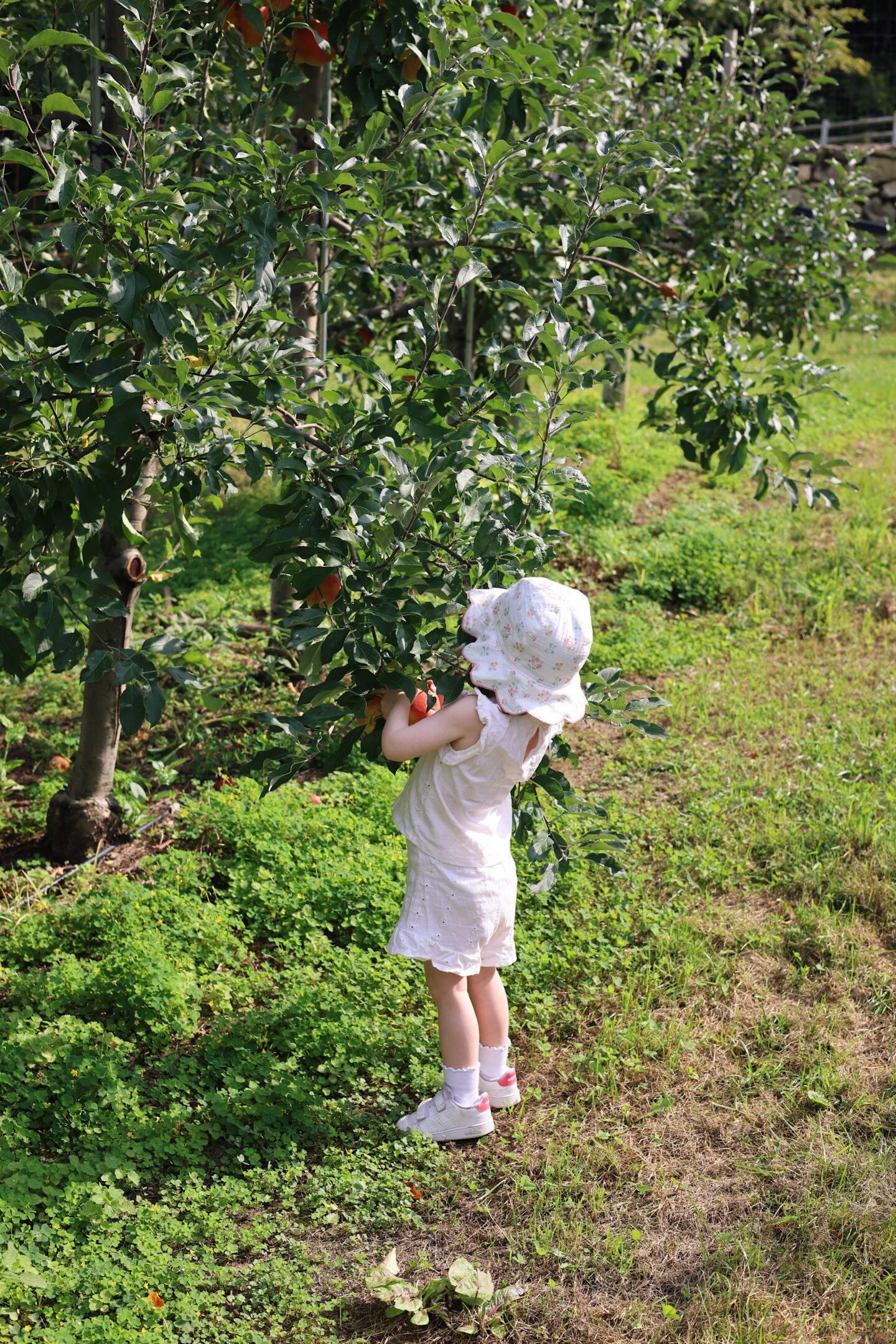 apple picking in new york
