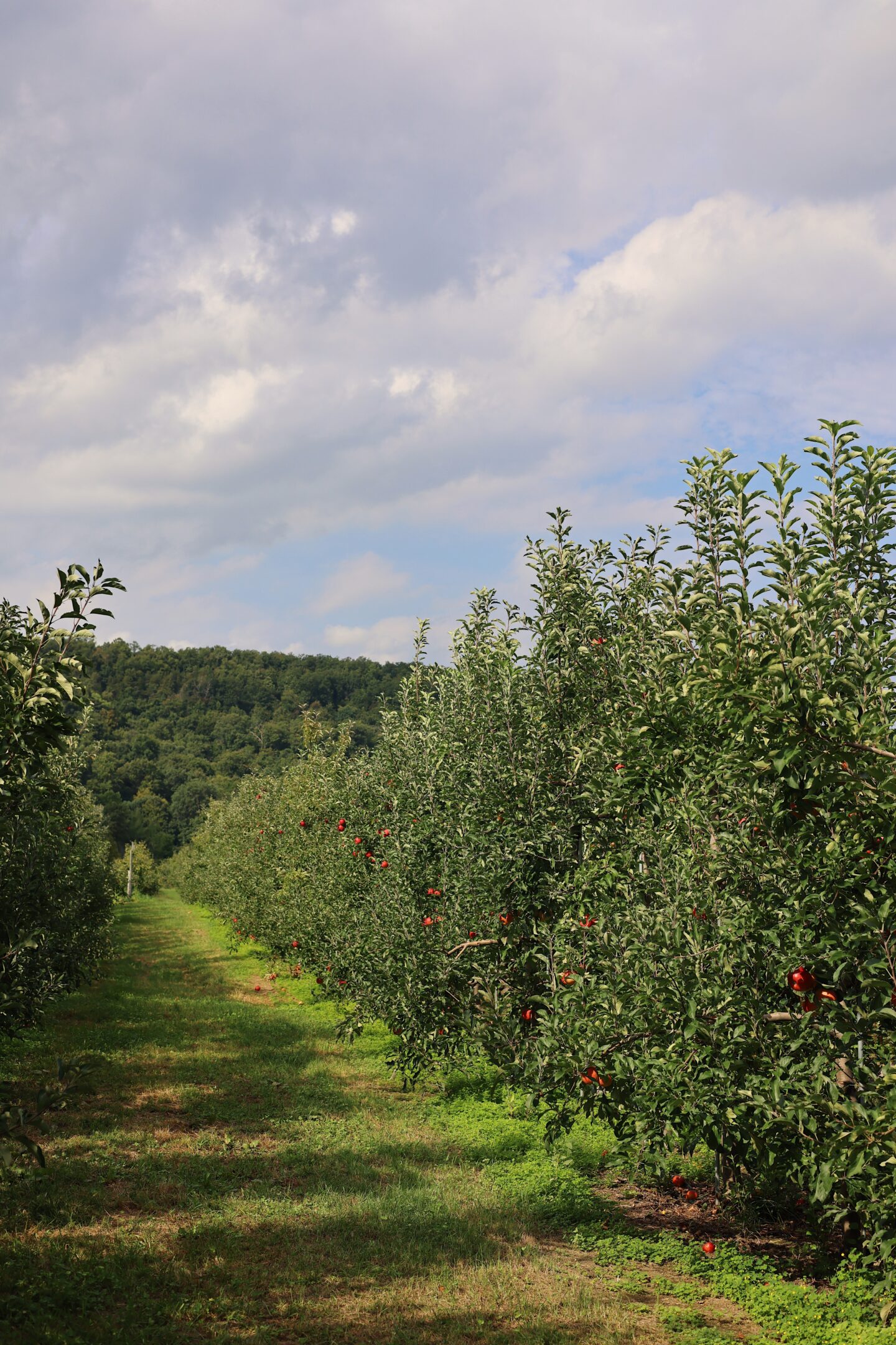 NYC apple picking