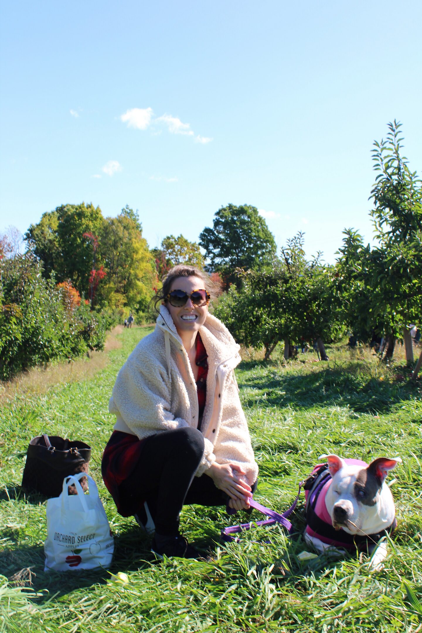 Apple picking in New York
