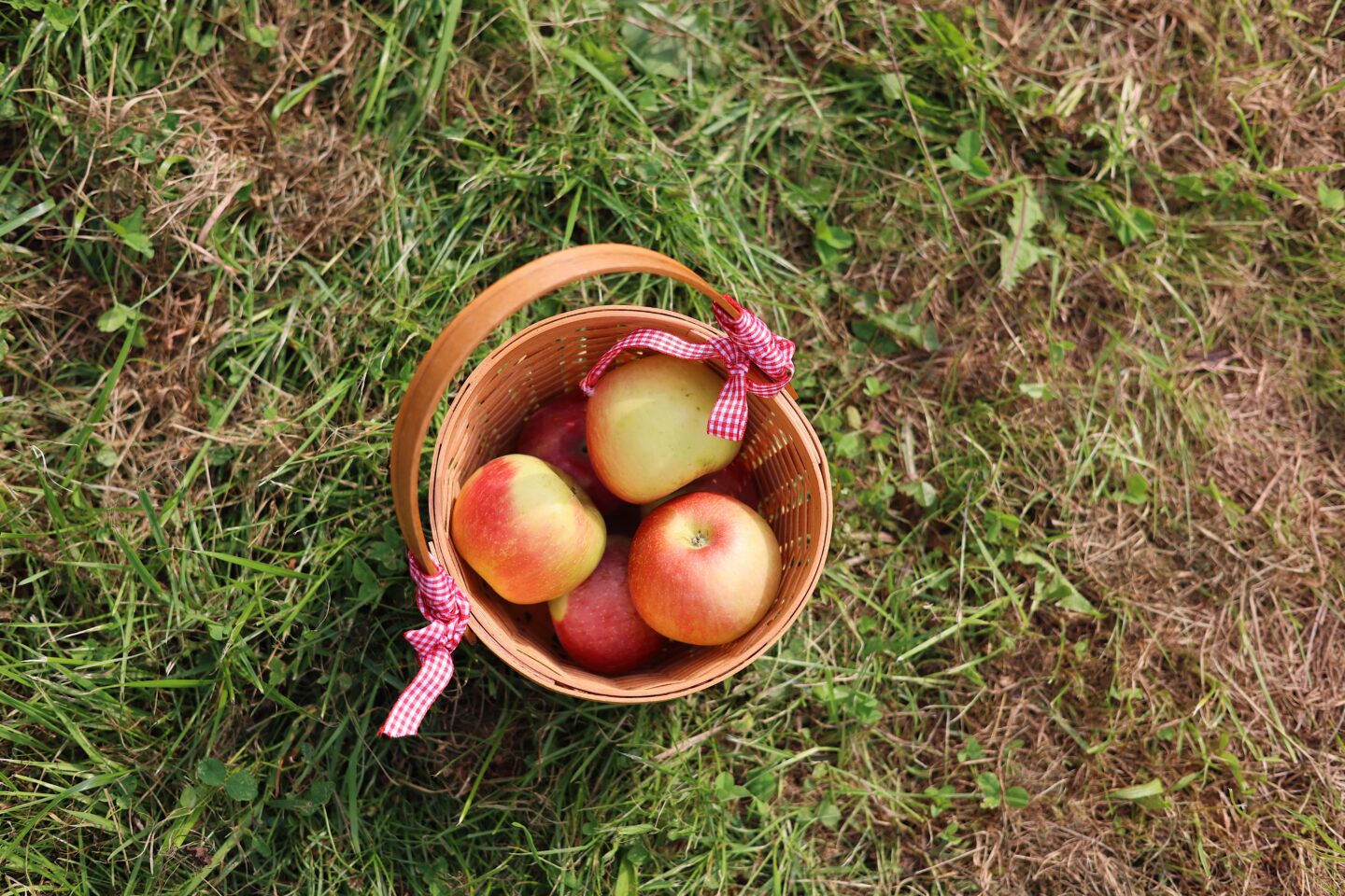 apple picking with kids in NYC