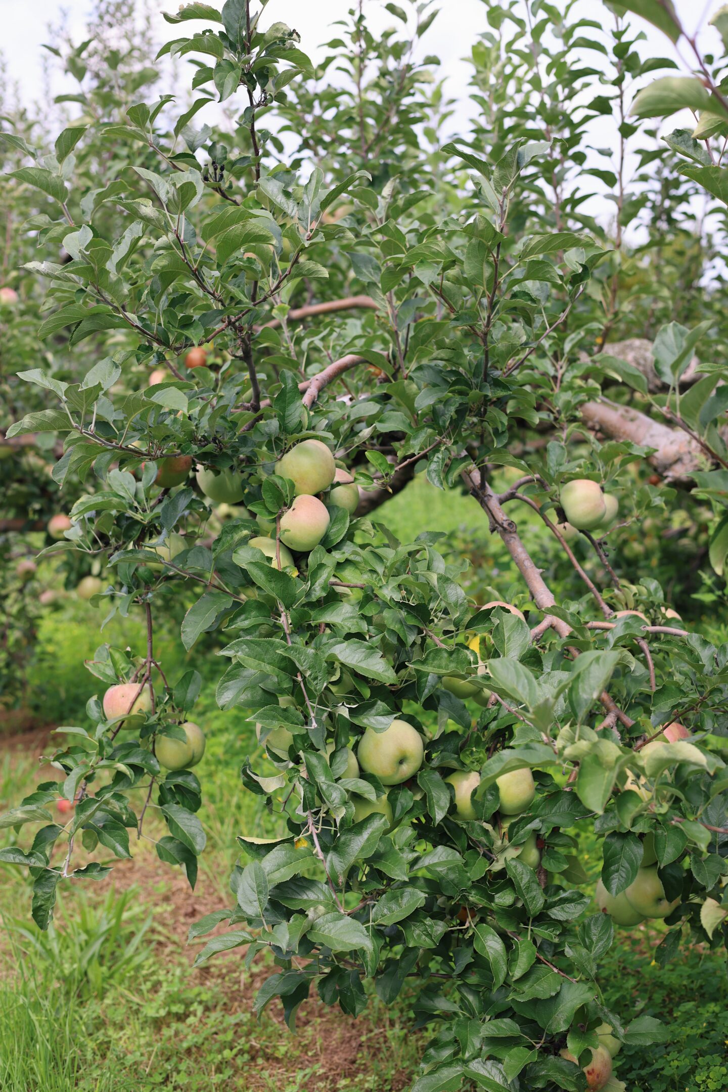 Apple orchard near NYC