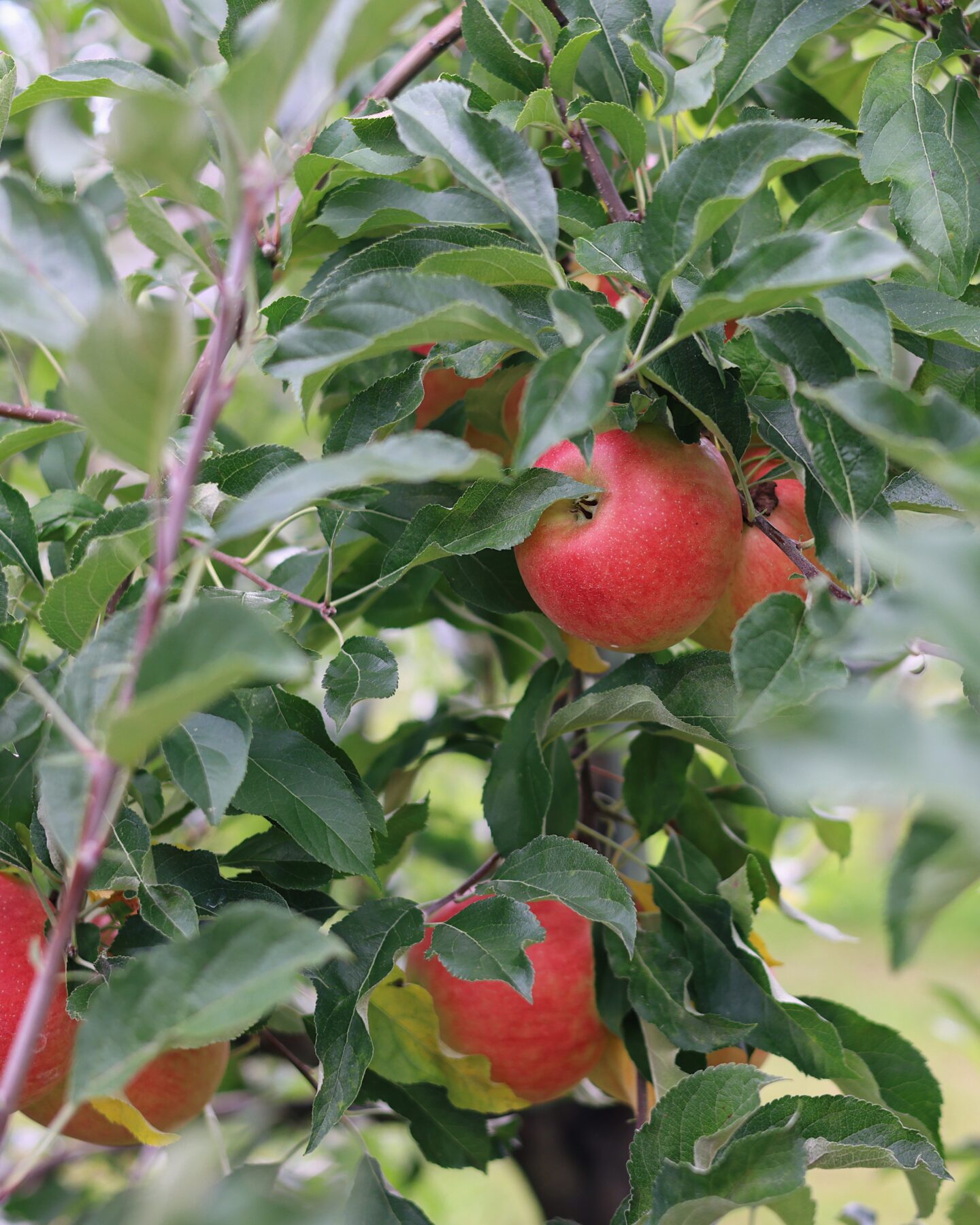 apple picking new york city